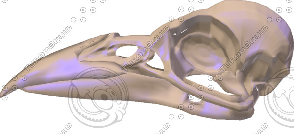 crow skull 3ds - Crow Skull by Chriswin2010